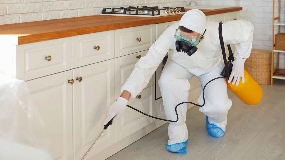 How Kitchen Pest Activity Can Reveal Hidden Entry Routes Behind Cabinets and Appliances