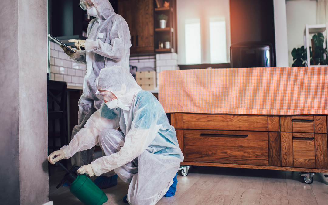How Pest Control During Home Renovations Can Prevent Problems Behind New Finishes