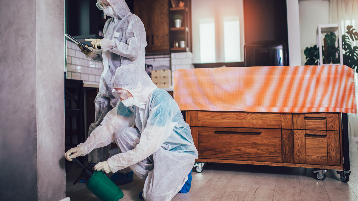 How Pest Control During Home Renovations Can Prevent Problems Behind New Finishes