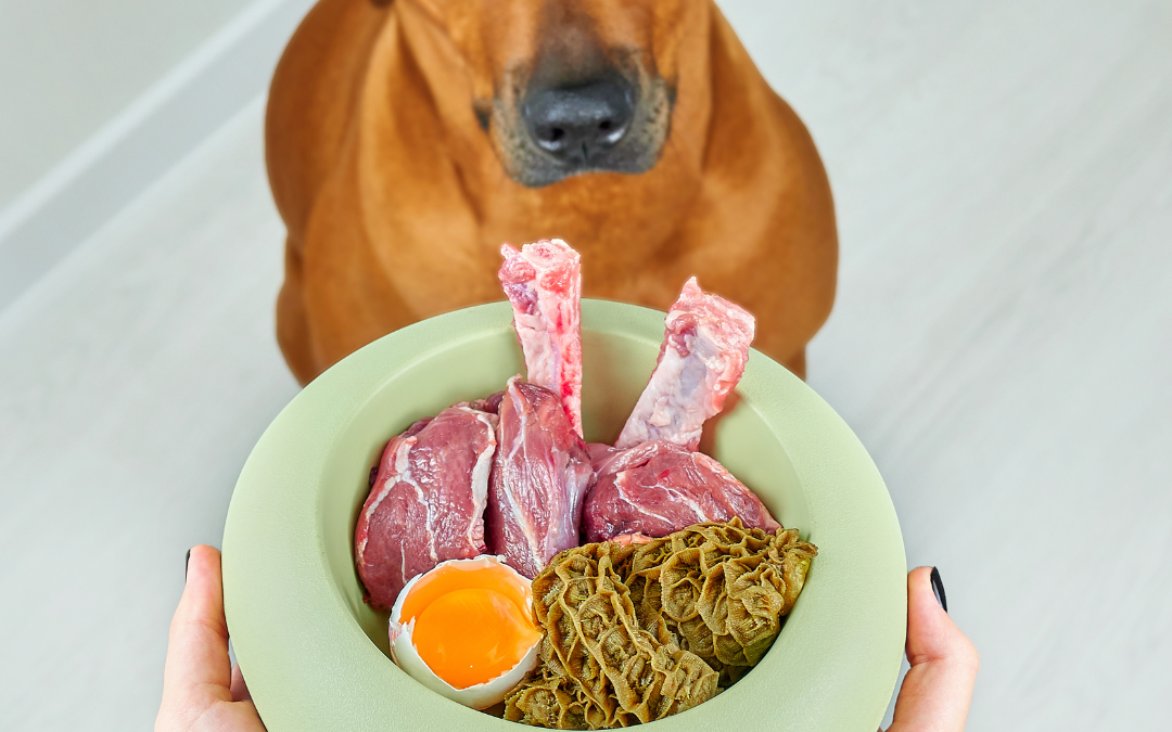 Signs Your Dog Could Benefit from Fresh Dog Food