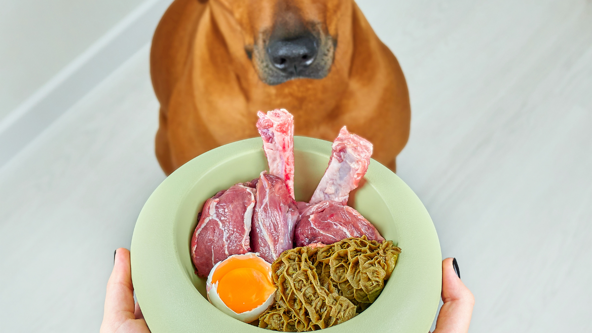 Signs Your Dog Could Benefit from Fresh Dog Food