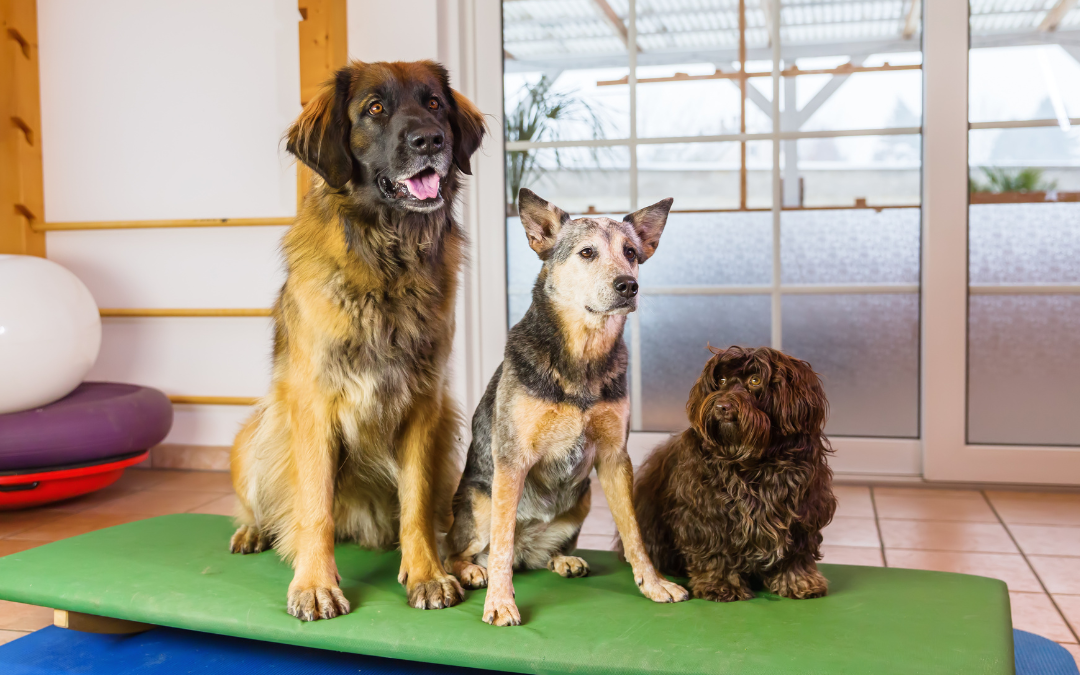 What Dog Owners Should Compare Before Choosing a Boarding Facility for an Overnight Stay