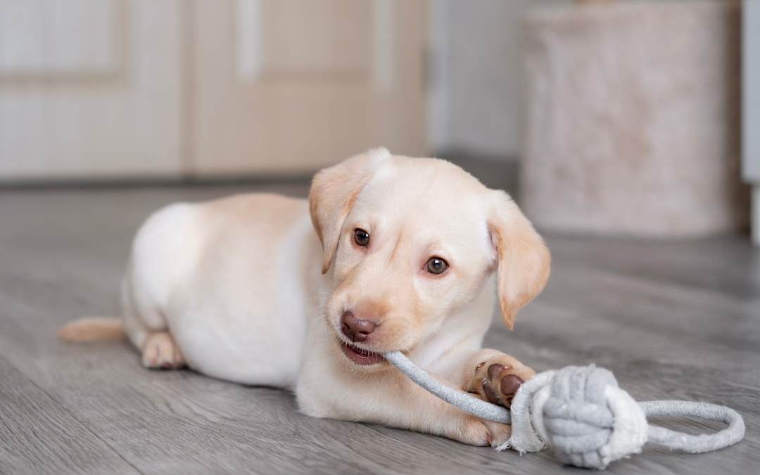 Why Does Your Dog Finish Chews So Fast? Here’s What Pet Parents Can Do