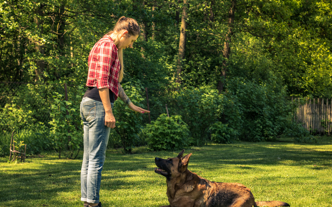 5 Effective Techniques For Success In Dog Training