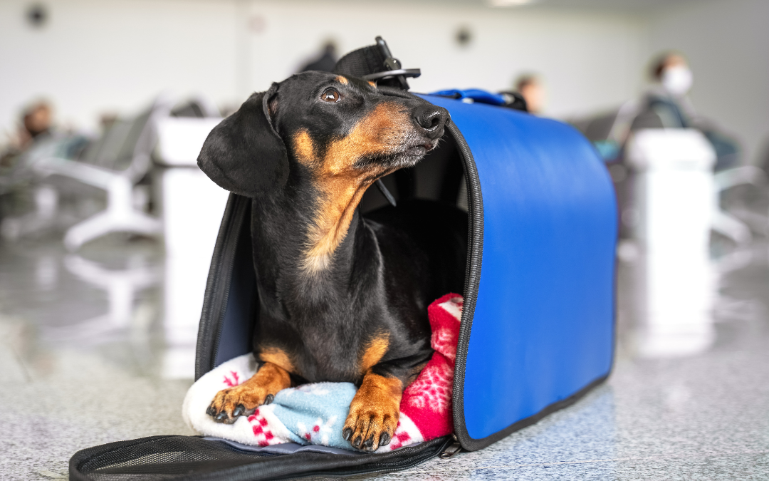 How to Help a Dog Adjust to Boarding Before Its First Extended Stay Away From Home